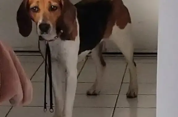 Animaux trouvés Aucamville, photo: Beagle femelle perdu à Aucamville