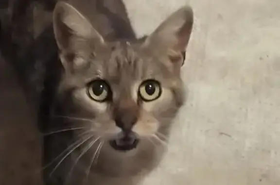 Chat tigré fauve trouvé à Toulouse - photo