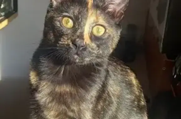 Chatte écaille disparue à Bayeux - photo