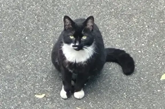 Chat noir/blanc perdu, Toulouse - photo