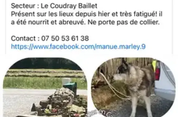 Chien trouvé Mauron, photo: Trouvé: Chien à Mauron (44)