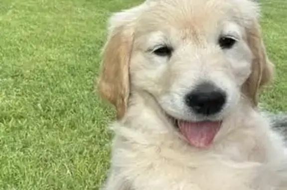 Chien perdu , photo : Alerte: Chiot Golden Retriever Perdu