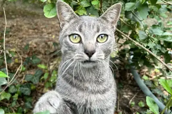 Chatte tigrée disparue à Saint-Hilaire - photo