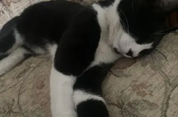 Found cat , photo: Lost & Found: Black & White Male Cat Safe!