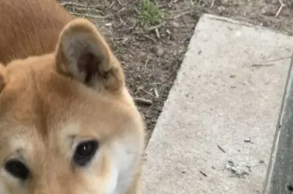 Animaux perdus , photo: Chien shiba roux disparu à Sacé