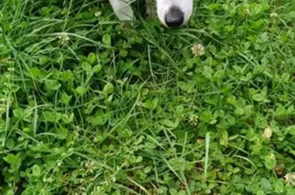 Chien noir/blanc perdu à Périgueux - photo