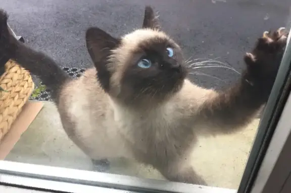 Animaux perdus Plourin-lès-Morlaix, photo: Chatte siamoise disparue à Plourin