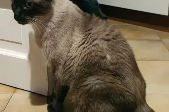 Animaux perdus L'Isle-sur-la-Sorgue, photo: Chatte siamoise tatouée disparue