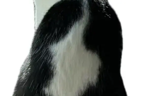 Animaux perdus Malakoff, photo: Chaton noir et blanc perdu