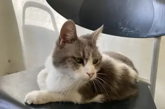 Chat perdu trouvé à Lingolsheim - photo
