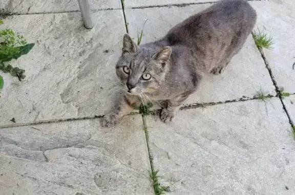Chat gris errant à Moncey - photo