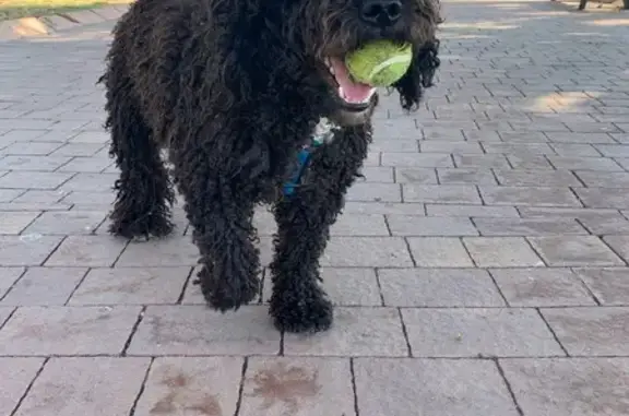 ¡Ayuda! Balu Perdido: Negro/Blanco, Chip, Miedo