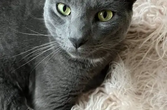 Animaux perdus Domont, photo: Chat gris perdu à Domont