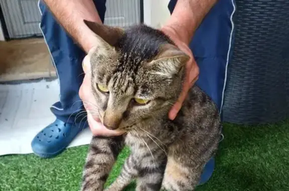 Chat sociable trouvé à Grasse - photo