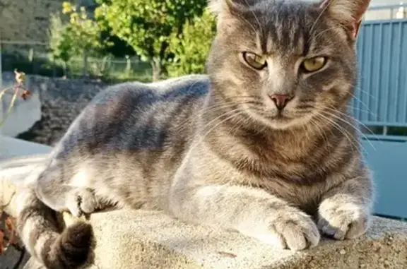 Animaux perdus , photo: Chat gris perdu à St-Jacques