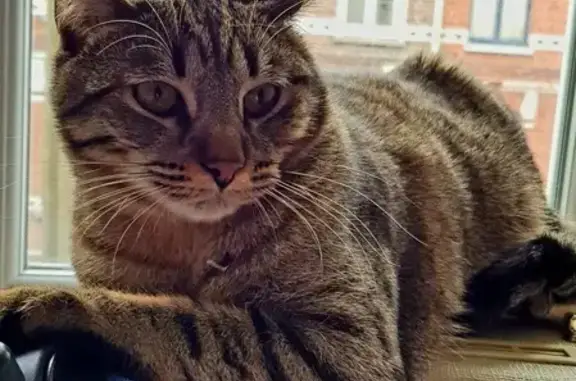 Animaux perdus , photo: Chat craintif perdu à Chemy