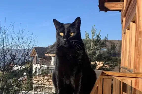 Chat noir perdu à Bonneville - photo