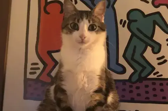 Chat perdu, Villars-les-Dombes, photo: Chatte rayée disparue à Villars