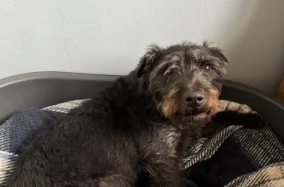 Lost Terrier Alert: Black Dog with Red Collar