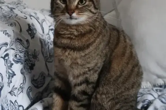 Animaux perdus Ivry-sur-Seine, photo: Chatte Nova perdue à Ivry