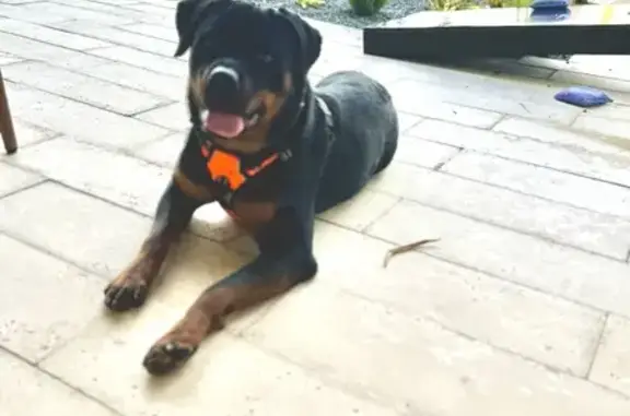 Lost Rottweiler, Missy - Pink Collar in Miami!