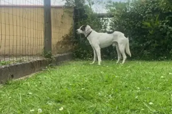 Chien trouvé , photo: Chien perdu à Sallespisse 107
