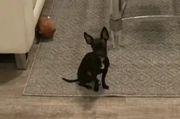 Lost Black Chihuahua - Help Find Her!