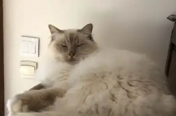 Chat Birman blanc lilac tabby perdu - photo