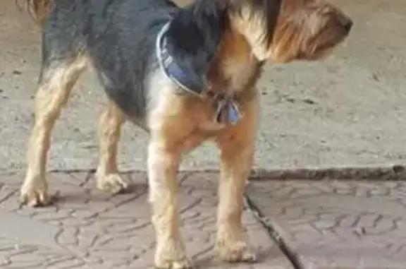 Lost Yorkie in Pretoria: Help Find Fluffy!