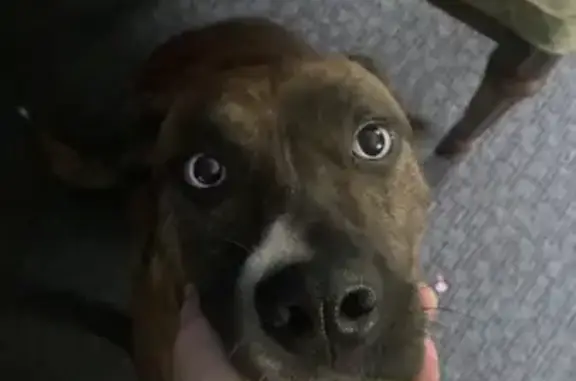 Missing dog , photo: Lost Dog Alert: Brindle Escapee on Route 2!