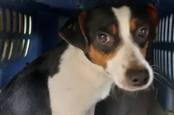 Chien perdu à Villars retrouvé - photo