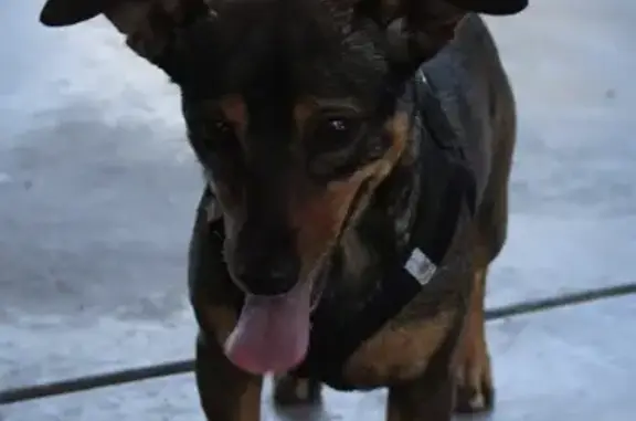 Lost Dog Alert: Dachshund/Chihuahua Mix - Call Now!