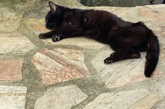 Chat noir âgé et affaibli trouvé - photo