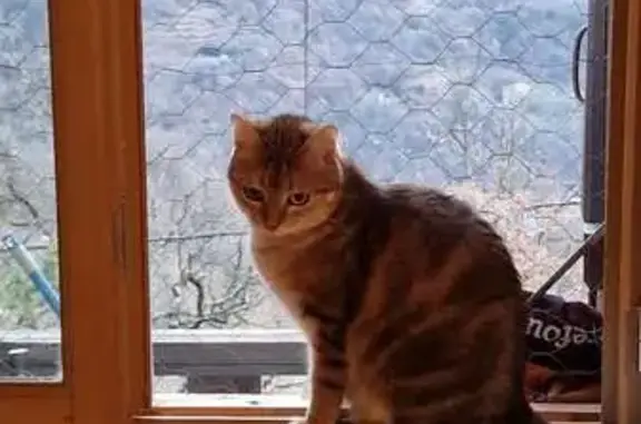 Animaux perdus Roquebillière, photo: Chatte Tessa perdue à Roquebillière