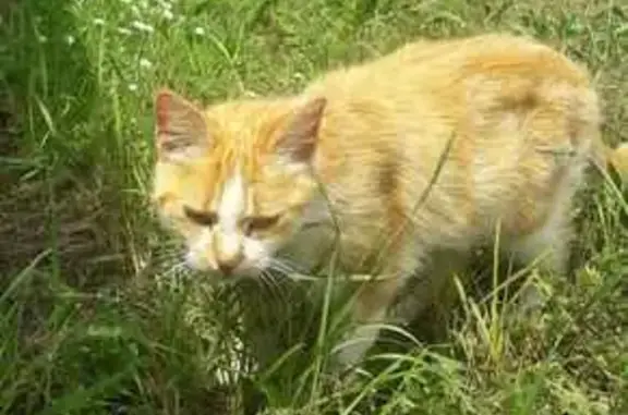 Chaton roux et blanc trouvé - photo