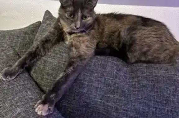 Animaux perdus Le Havre, photo: Chat marron perdu - Le Havre
