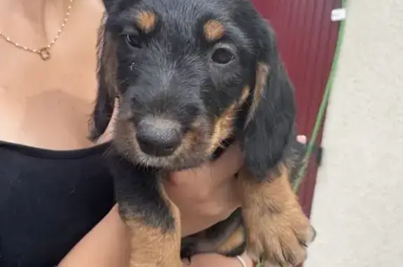 Chiot noir retrouvé à Auvilliers - photo