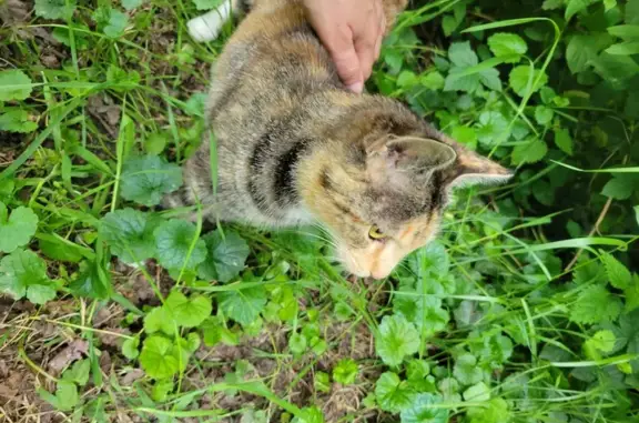 Chatte écaille trouvée près parc - photo