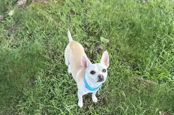 Lost Chihuahua in Lithonia - Reward Offered!