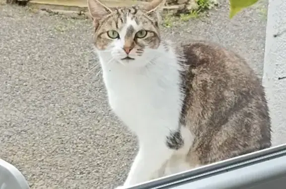 Chat perdu à Bellenaves - photo