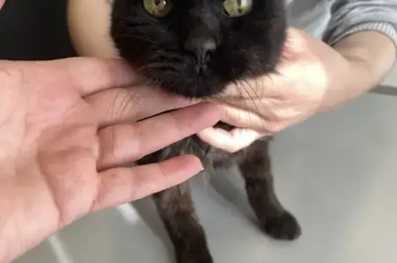 Chatte maigre trouvée à Ozoir - photo