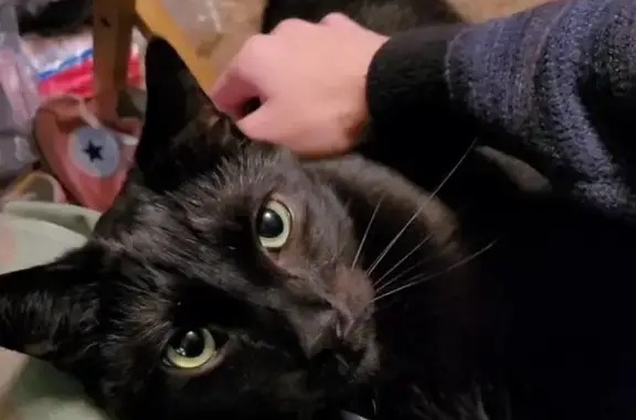 Lost Large Black Cat, Green Eyes - Morgantown!