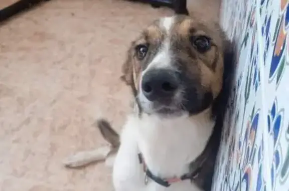 ¡Cachorro Perdido en San Roque Busca Hogar!