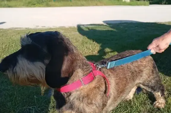 Chien errant à Vieille-Église - photo