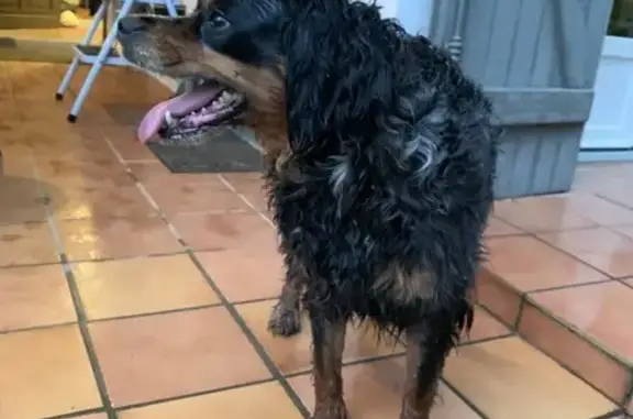 Chiot perdu près de Tarnos-Ondres - photo