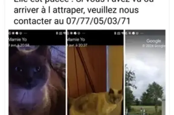 Animaux perdus Maurs, photo: Chat siamois perdu à Maurs