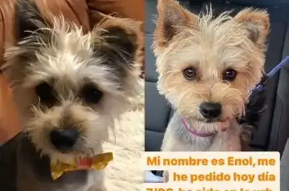 ¡Ayuda! ENOL, Yorkshire Perdido, Microchip Andaluz