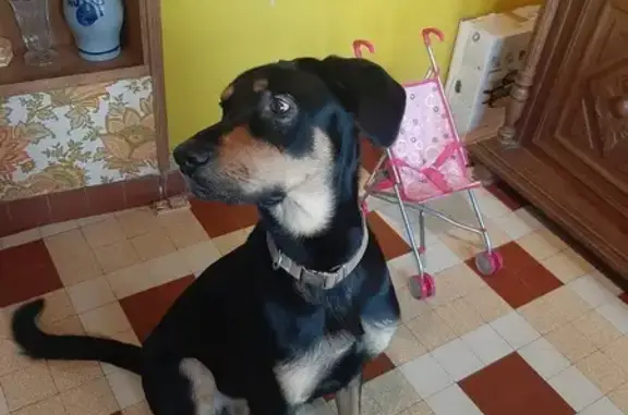 Chien perdu Linars, photo : Chien noir et feu perdu à Linars