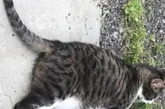 Lost Cat: Clipped Ear, Thin Tail - Hancock