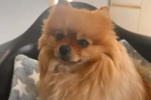 Chien perdu Marseille Bompard, photo : Avis de recherche: Kawaï, Spitz